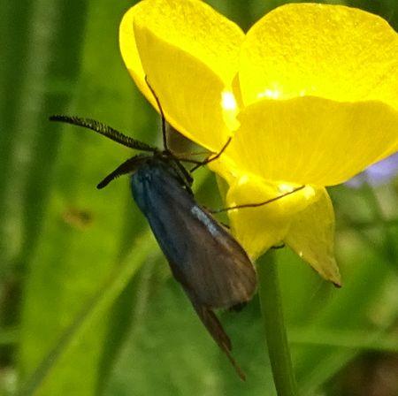 Adscita sp.